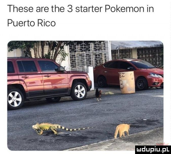 thebe are tee   starter pokemon in puento raco