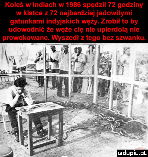 koleś w lidiach w      spędził    godziny w klatce z    najbardziej jadowitymi gatunkami indyjskich węży. zrobił to by udowodnić że węże cię nie upierdolą nie ludu iu. l