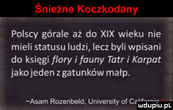 śnieżne koczkodany polscy górale aż do xix wieku nie mieli statusu ludzi lecz byli wpisani do księgi flory i fauny tetri karpat jako jeden z gatunków małp. asam rozenbeld. university ce ahnń i uhli