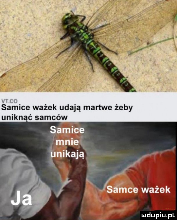 an samice ważek udają martwe żeby unikać samców i a. wx