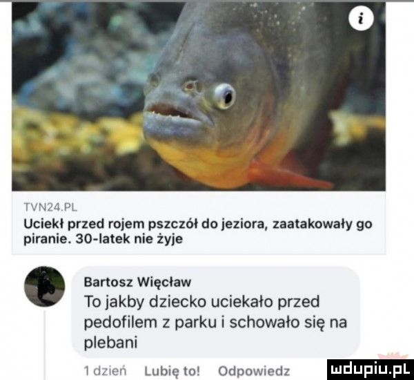 ivnza pl uciekł przed rojem pszczół do jeziora zaatakowały go piranie.    iałek nie żyje. bartosz więcław to jakby dziecko uciekało przed pedofilem parku i schowało się na plebani mzmn lubię m odewiedz