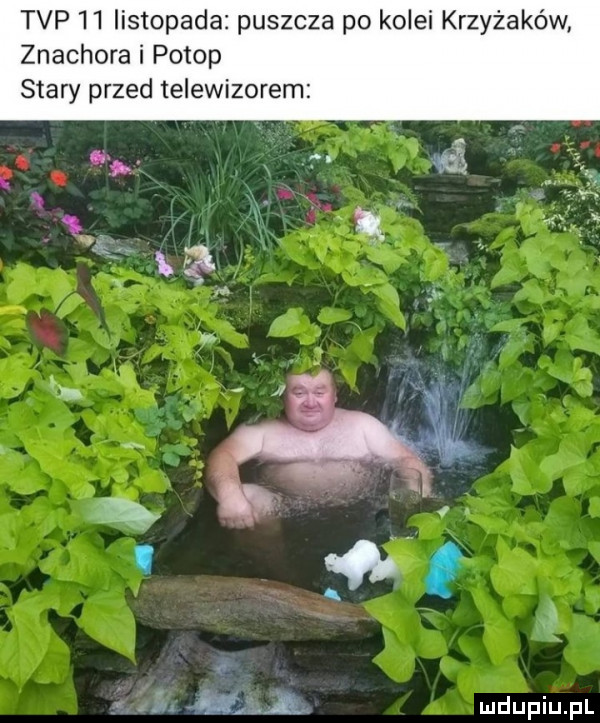 tvp    listopada puszcza po kolei krzyżaków znachora i potop stary przed telewizorem u mą