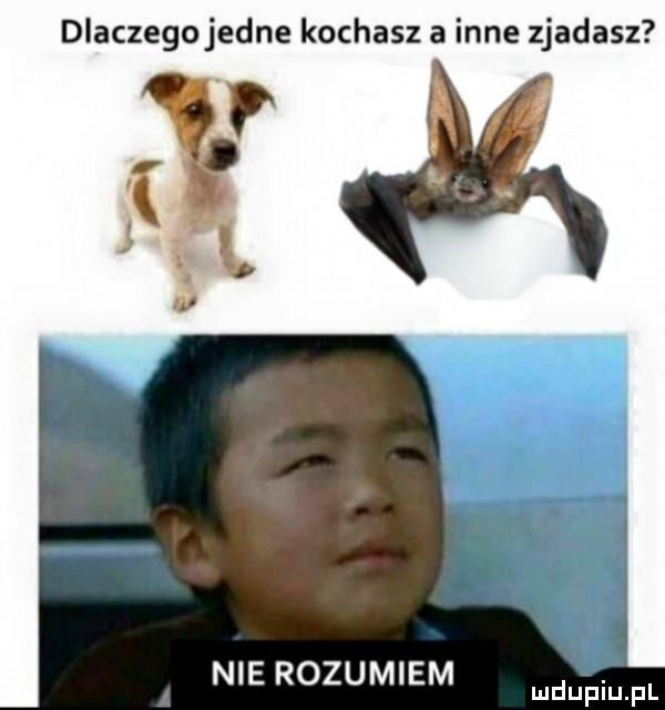 dlaczego jedne kochasz a inne zjadasz nie rozumiem mdupiupl