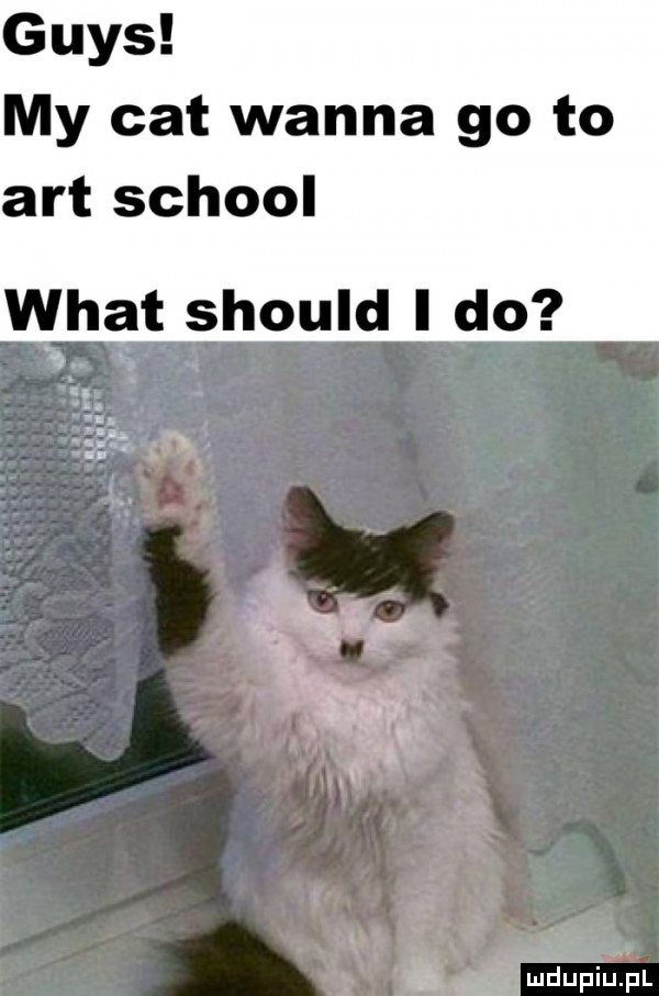 grys my cat wanna go to aft scholl wiat should i do i śtrlf v mdupiulﬁl