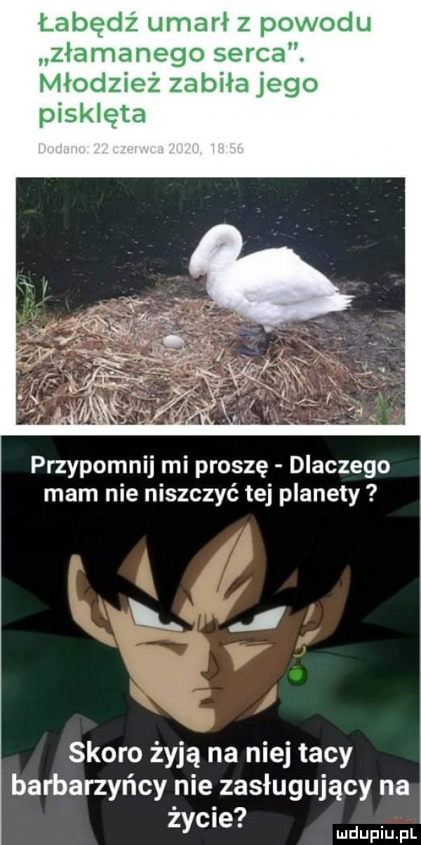 łabędź umarł z powodu złamanego serca. młodzież zabiła jego pisklęta przypomnij mi proszę dlaczego mam nie niszczyć tej planety i skoro żyją na niej tacy barbarzyńcy nie zasługujący na życie