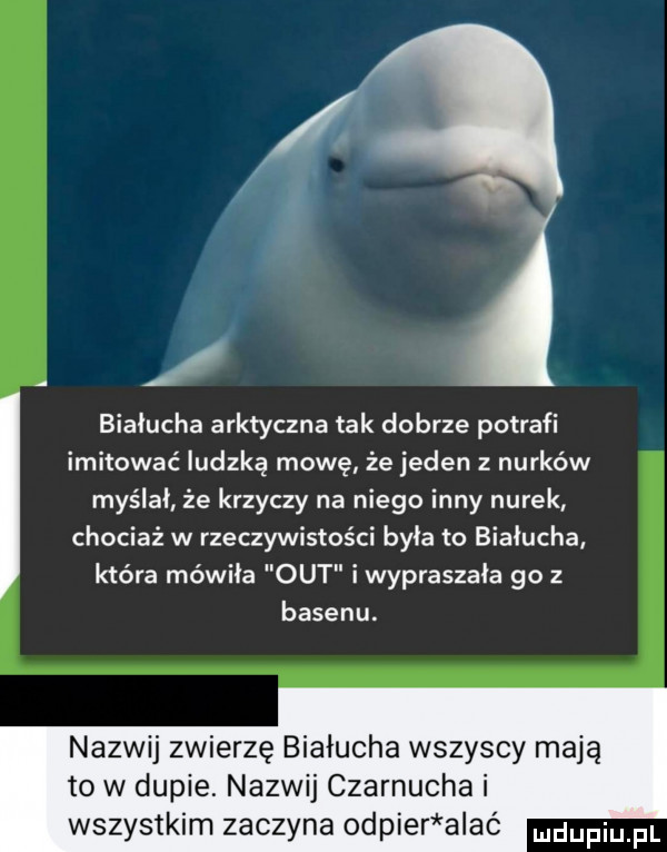białucha arktyczna tak dobrze potrafi imitować ludzką mowę że jeden nurków myślał że krzyczy na niego inny nurek chociaż w rzeczywistości byla to białucha która mówiła out i wypraszała go   basenu. nazwij zwierzę białucha wszyscy mają to w dupie. nazwij czarnucha i wszystkim zaczyna odzier a ac