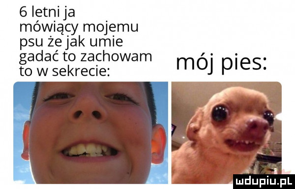 letnica mów ący mojemu psu żejak uhle gadać to zachowam. to w sekrecie moj pies. maupiupl