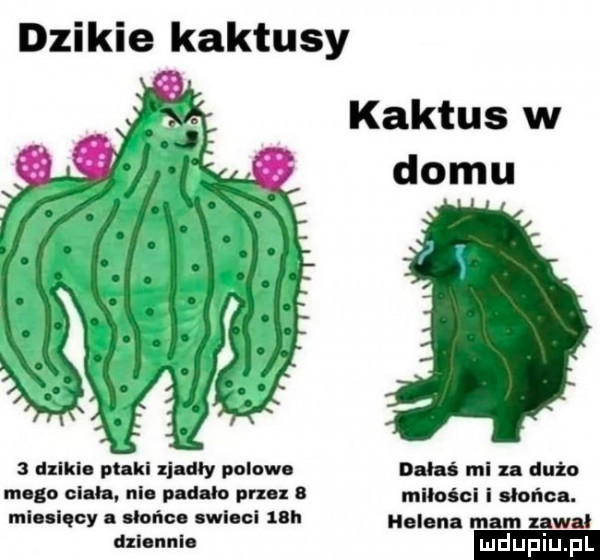 dzikie kaktusy kaktus w domu dziki. pliki zj dcy polow dlhi mi za dużo mego clah. nie plum prz l muoicl i udo ic mlnlquy słońc. uwlccl nh helena mam wu dal nuh