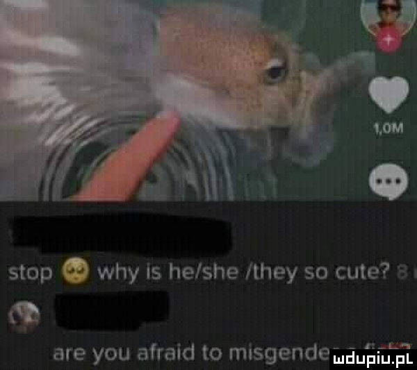 stop o wdy is helshe llhey so cité are y-u afraid to musgende wdaniu pl n