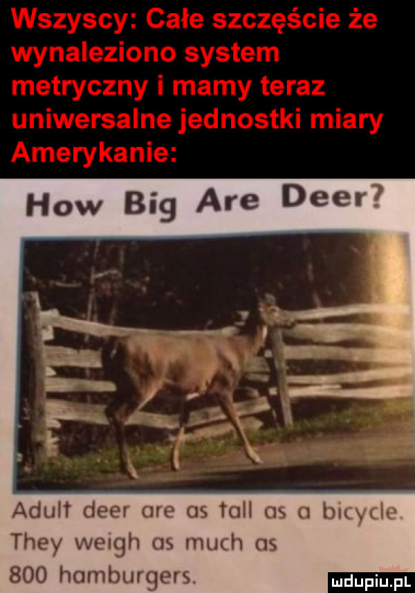 hiw big are dier adult dier ore os tall as o bvcydo they welch as much as     hamburgers ndupiu pl