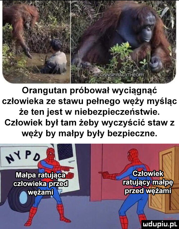 orangutan próbował wyciągnąć człowieka ze stawu pełnego węży myśląc że ten jest w niebezpieczeństwie. człowiek był tam żeby wyczyścić staw z węży by małpy były bezpieczne. człowiek jaj człowieka przed ratujący małpę przed wężami l