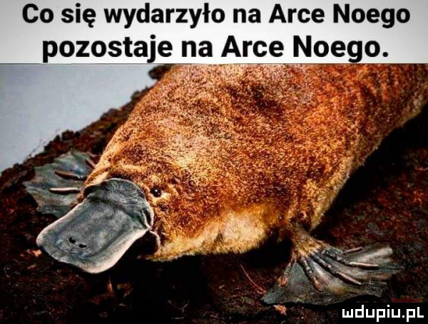 co się wydarzyło na arce noego pozostaje na arce noego