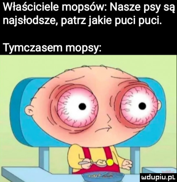 właściciele mopsów nasze psy są najsłodsze patrzjakie paci paci. tymczasem mopsy