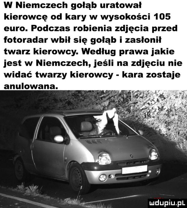 w niemczech gołąb uratował kierowcę od kary w wysokości     euro. podczas robienia zdjęcia przed fotoradar wbił się gołąb i zasłonił twarz kierowcy. według prawa jakie jest w niemczech jeśli na zdjęciu nie widać twarzy kierowcy kara zostaje anulowana. abakankami