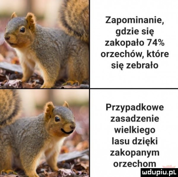 zapominanie gdzie się zakopało    orzechów które się zebrało przypadkowe zasadzenie wielkiego lasu dzięki zakopanym orzechom ludu iu. l