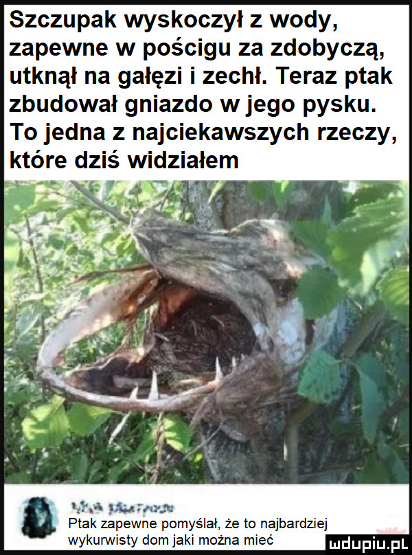 szczupak wyskoczył z wody zapewne w pościgu za zdobyczą utknął na gałęzi i zechł. teraz ptak zbudował gniazdo w jego pysku. to jedna z najciekawszych rzeczy które dziś widziałem tł x gra ptak zapewne pomyślał że to najbardziej wykurwisty dom jaki można mieć ludupiu pl