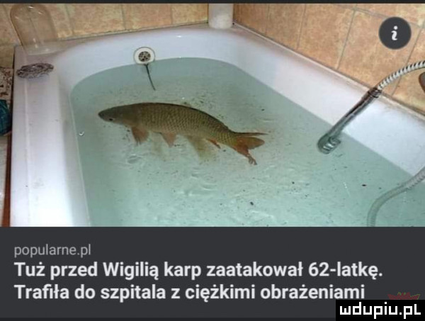 popularnep tuż przed wigilią karp zaatakował    iat-ę. trafiła do szpitala z ciężkimi obrażeniami