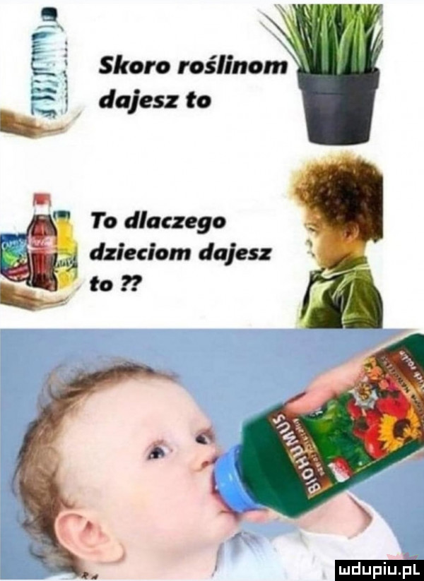 skoro roślinon dajesz to w  z i to dlaczego dzieciom dajesz i to