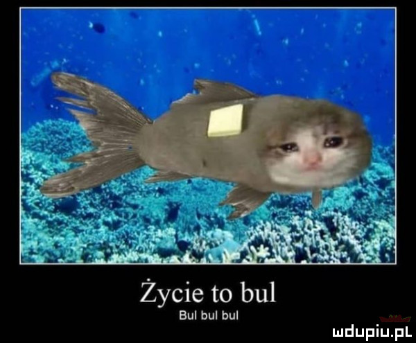 życie to bul bul bul bul