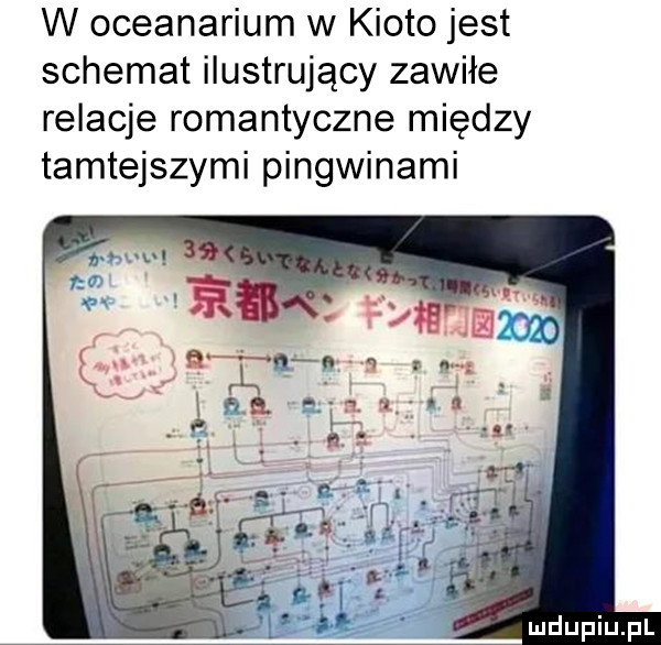 w oceanarium w kioto jest schemat ilustrujący zawiłe relacje romantyczne miedzy tamtejszymi pingwinami