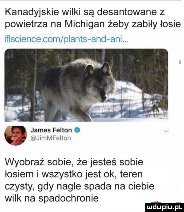 kanadyjskie wilki są desantowane z powietrza na michigan żeby zabiły łosie iismencecom pianisfęmdrrann. james fulton jimmfeiton wyobraź sobie że jesteś sobie łosiem i wszystko jest ok teren czysty gdy nagle spada na ciebie wilk na spadochronie