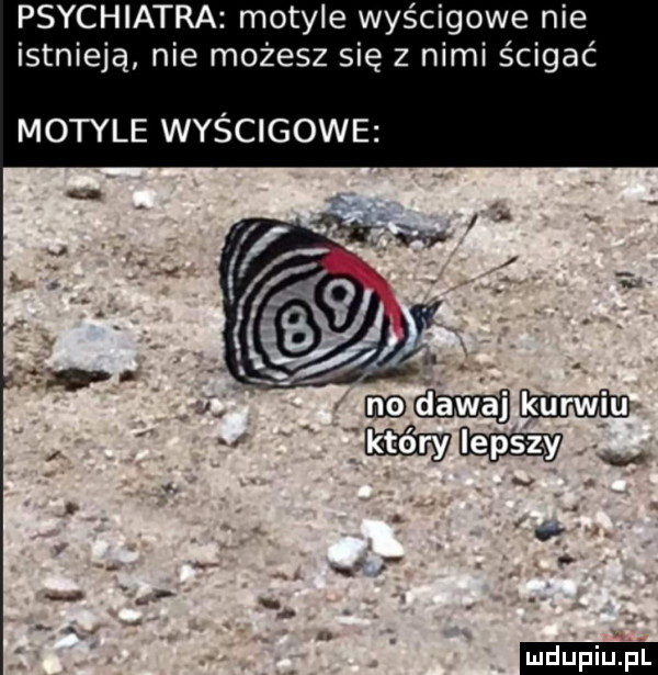 psychiatra motyle wyścigowe nie istnieją nie możesz się z nimi ścigać motyle wyścigowe ludu iu. l