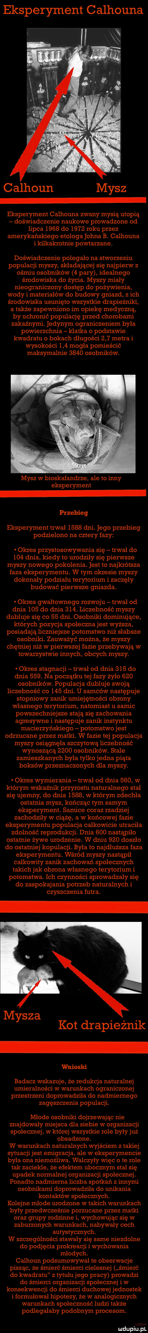 eksperyment calhouna calhoun mysz eksperyment calhouna zwany mysią utopią doświadczenie naukowe prowadzone od lipca      do      roku przez amerykańskiego etologa ogna b. calhouna i kilkakrotnie powtarzane. doświadczenie polegało na stworzeniu populacji myszy składającej się najpierw z ośmiu osobników   pary idealnego środowiska do życia. myszy mialy nieograniczony dostęp do pożywienia wody i materiałów do budowy gniazd z ich środowiska usunięto wszystkie drapieżniki a także zapewniono im opiekę medyczną by uchronić populację przed chorobami zakaźnymi. jedynym ograniczeniem była powierzchnia klatka o podstawie kwadratu o bokach długości     metra i wysokości     mogła pomieścić maksymalnie      osobników. mysz w bioskaiandrze ale to inny eksperyment przebieg eksperyment trwał      dni. jego przebieg podzielono na cztery fazy okres przystosowywania się trwał do     dnia kiedy to urodziły się pierwsze myszy nowego pokolenia. jest to najkrótsza faza eksperymentu. w tym okresie myszy dokonały podziału terytorium i zaczęły budować pierwsze gniazda. okres gwałtownego rozwoju trwał od dnia     do dnia    . liczebność myszy dubluje się co    dni. osobniki dominujące których pozycja społeczna jest wyższa posiadają liczniejsze potomstwo niż słabsze osobniki. zauważyć można że myszy chętniej niż w pierwszej fazie przebywają w towarzystwie innych obcych myszy. okres stagnacji trwał od dnia     do dnia    . na początku tej fazy żyło     osobników. populacja dubluje swoją liczebność co     dni. u samców następuje stopniowy zanik umiejętności obrony własnego terytorium natomiast u samic powszechniejsze stają się zachowania agresywne i następuje zanik instynktu macierzyńskiego potomstwo jest odrzucane przez matki. w fazie tej populacja myszy osiągnęła szczytową liczebność wynoszącą      osobników. stale zamieszkanych była tylko jedna piąta boksów przeznaczonych dla myszy. okres wymierania trwał od dnia     w którym wskaźnik przyrostu naturalnego stal się ujemny do dnia      w którym zdechła ostatnia mysz kończąc tym samym eksperyment. samice coraz rzadziej zachodziły w ciążę a w końcowej fazie eksperymentu populacja całkowicie utraciła zdolność reprodukcji. dnia     nastąpiło ostatnie żywe urodzenie. w dniu     doszło do ostatniej kopulacji. była to najdłuższa faza eksperymentu. wśród myszy nastąpił całkowity zanik zachowań społecznych takich jak obrona wlasnego terytorium i potomstwa. ich czynności sprowadzały się do zaspokajania potrzeb naturalnych i czyszczenia futra. mysza. abakankami. kot drapieznik wnioski badacz wskazuje że redukcja naturalnej umieralności w warunkach ograniczonej przestrzeni doprowadziła do nadmiernego zagęszczenia populacji. młode osobniki dojrzewając nie znajdowały miejsca dla siebie w organizacji społecznej w której wszystkie role były już obsadzone. w warunkach naturalnych wyjściem z takiej sytuacji jest emigracja ale w eksperymencie była ona niemożliwa. walczyły więc o te role tak zaciekle że efektem ubocznym stal się upadek normalnej organizacji społecznej. ponadto nadmierna liczba spotkań z innymi osobnikami doprowadziła do unikania kontaktów społecznych. kolejne młode urodzone w taco ch warunkach były przedwcześnie porzucane przez matld oraz grupy rodzinne i wychowując się w zaburzonych warunkach nabywaly cech autystycznych. w szczególności stawały się same niezdolne do podjęcia prokreacji i wychowania mlodych. calhoun podsumowywał te obserwacje pisząc że śmierć śmierci cielesnej śmierć do kwadratu z tytułu jego pracy prowadzi do śmierci organizacji społecznej iw konsekwencji do śmierci duchowej jednostek i formułował hipotezy że w analogicznych warunkach społeczność ludzi także podlegałaby podobnym procesom