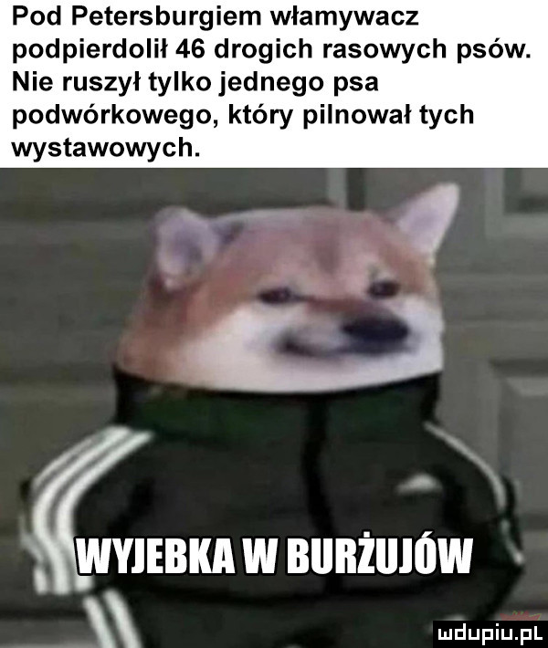 pod petersburgiem włamywacz podpierdolił    drogich rasowych plew. nie ruszył tylko jednego psa podwórkowego który pilnował tych wystawowych. abakankami wyiebka w blllłżlllów