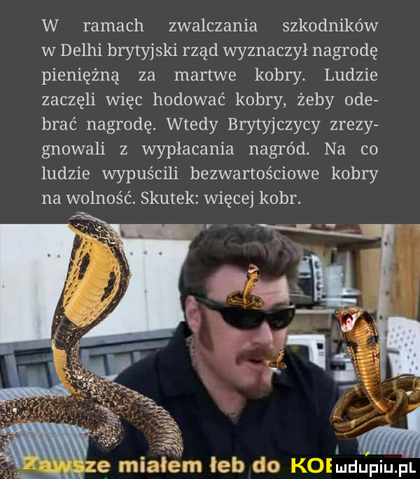w ramach zwalczania szkodników w delhi brytyjski rząd wyznaczył nagrodę pieniężną za martwe kobry. ludzie zaczęli więc hodować kobry żeby ode brać nagrodę. wtedy brytyjczycy zrazy głowali z wypłacania nagród. na co ludzie wypuścili bezwartościowe kobry na wolność. skutek więcej kobr. e miale m leb do kollidupiupl