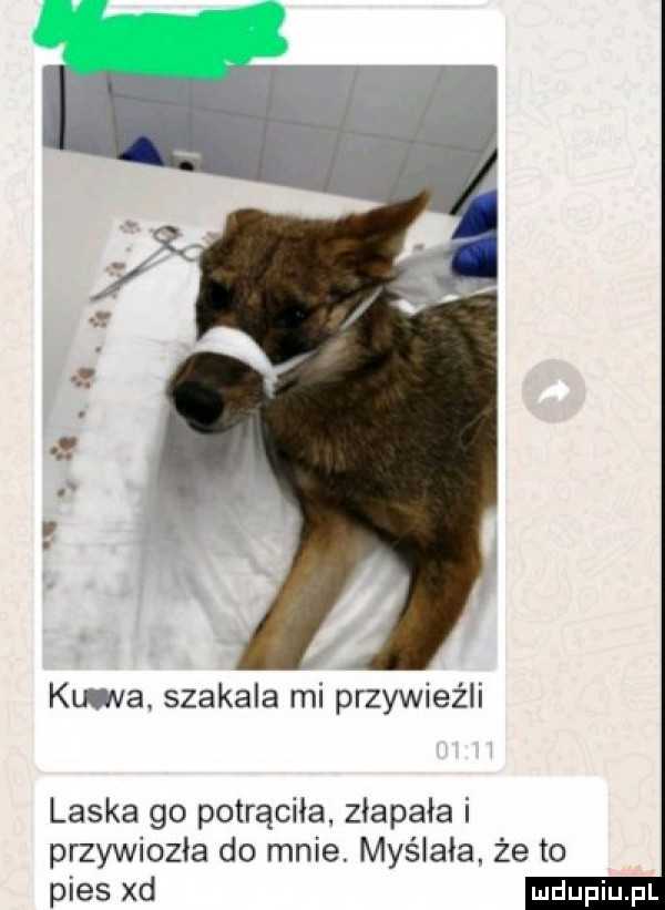 ku wą szakala mi przywieźli laska go potrąciła złapała i przywiozła do mnie. myślała. że to pies xd ludu iu. l