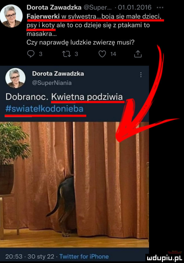 dorota zawadzka super            fajerwerki w sylwestra b ia sie male dzieci psy i koty ale to co dzieje się z ptakami to masakra. czy naprawdę ludzkie zwierzę musi o   o   o    derm zawadzka superniania dobranoc. kwietna podziwia swiateikodonieba. abakankami w       a.          say    twitter for iphone
