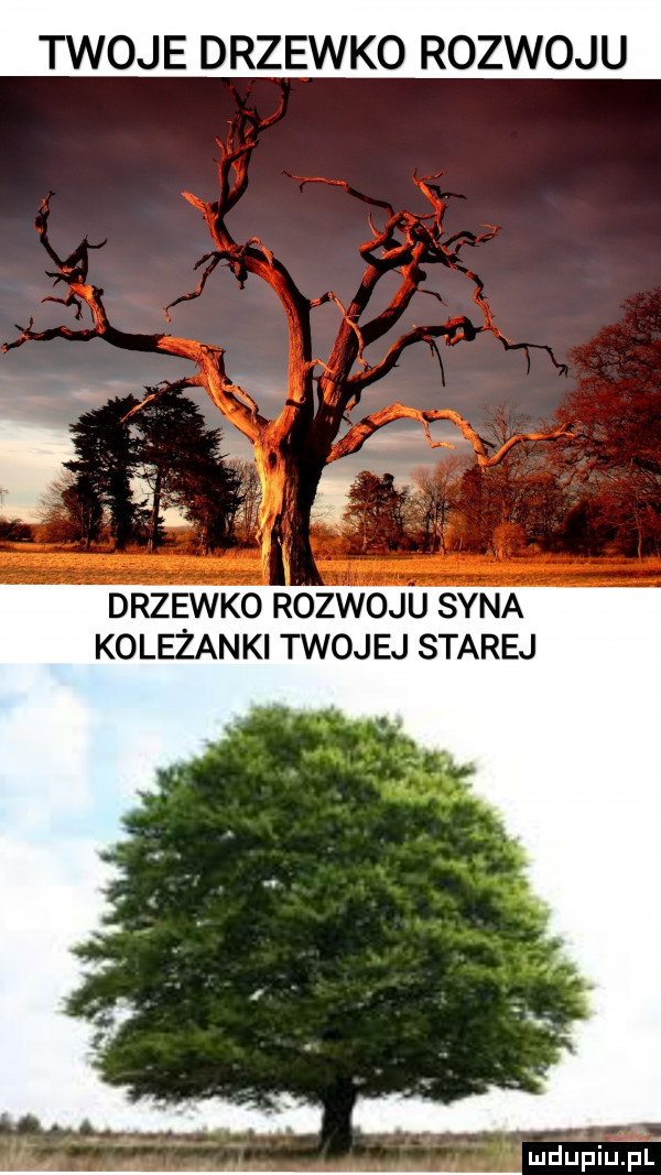 twoje drzewko rozwoju drzewko rozwoju syna koleżanki twojej starej mdupiupf