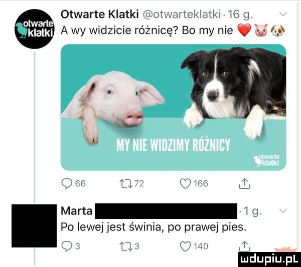 otwarte klatki dotxtrarlekłatks      a wy widzicie różnicę bo my nie ó l marta   po lewej jest świnia po prawej pies. i   jv