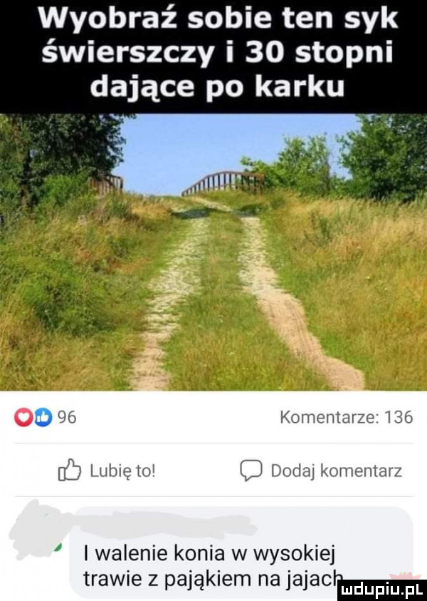wyobraź sobie ten syk świerszczy i    stopni dające po karku d komentarze i      lubię    q doug komentarz i i walenie konia w wysokiej trawie z pająkiem na jajaclm