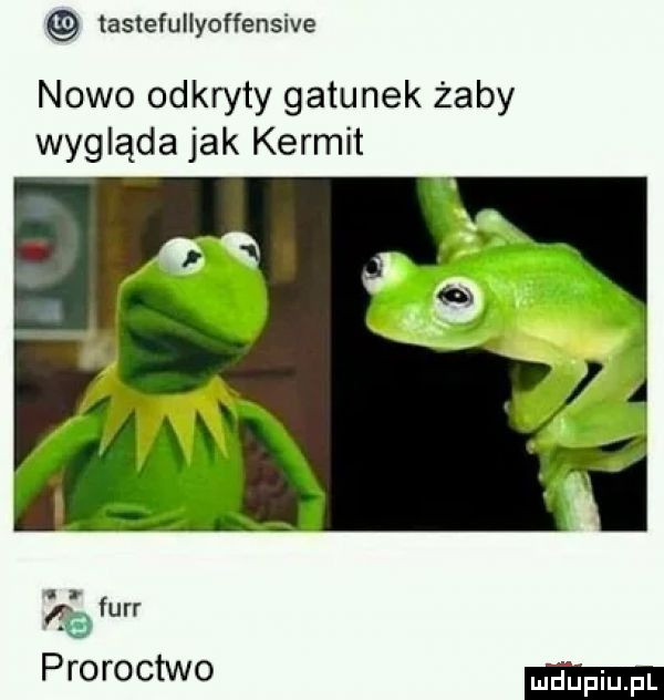 tastefullyoffensive nowo odkryty gatunek żaby wygląda jak kernit frrr proroctwo