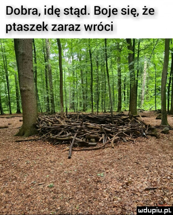 dobra idę stąd. boje się że ptaszek zaraz wróci