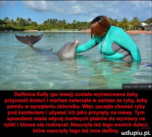 m. m. wan. delf ica kelly po lewej zostala wytresowana żeby przynosić śmieci i martwe zwierzęta w zamian za ryby żeby pomóc w sprzątaniu zbiornika. więc zaczęła chować ryby pod kamieniem i używać ich jako przynęty na mewy. tym sposobem miala więcej martwych ptaków do wymiany na rybki i biznes się rozkręcał. nauczcie też tego swoich dzieci które nauczyly tego też inne delfiny