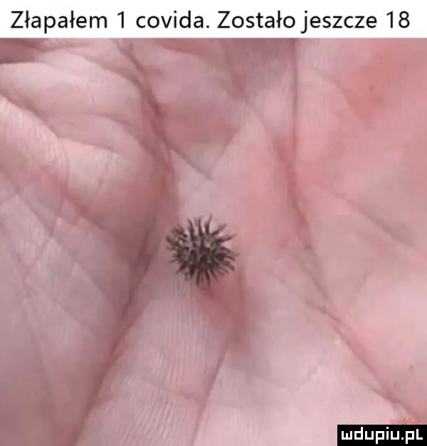 złapałem   covida. zostało jeszcze    a t
