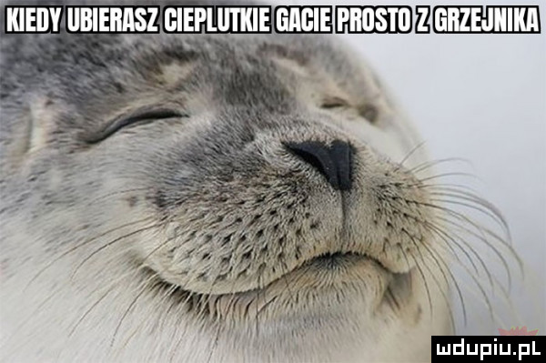 igeijy bieiiłsłqiepliitkie ammuammm in