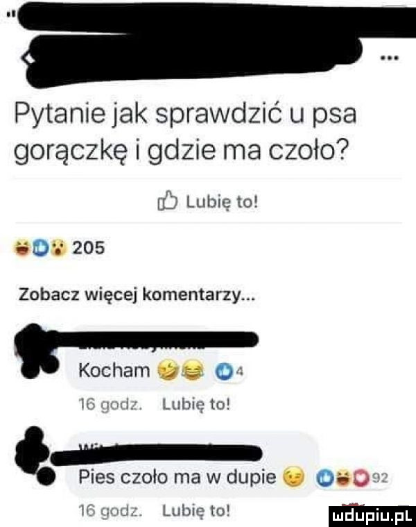 pytaniejak sprawdzić u psa gorączkę i gdzie ma czoło if lubię to        zobacz więcej komentarzy. kocham.   im umi. lubię to pies czoło ma w dupie. odo lubie to