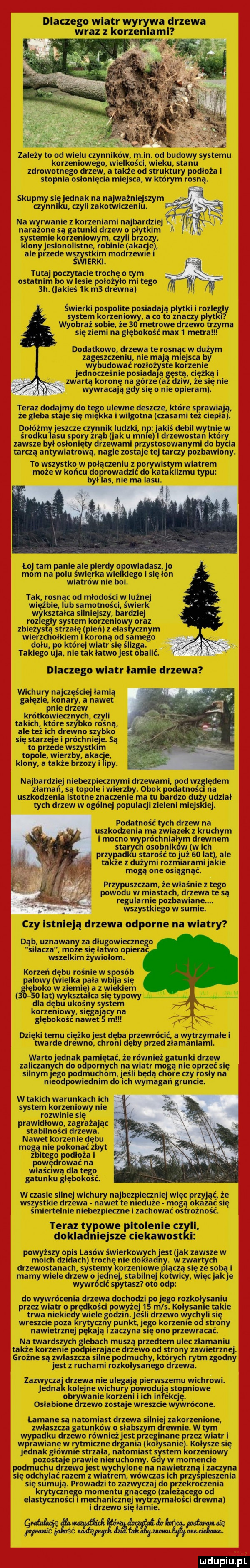 dlaczego wiatr wyrywa drzewa wraz z korzeniami indy to od wielu czynnikow. od budowy systemu korzeniowego wielkości wieku. stanu zdrowotnego drzew. a także od struktury podłoża i stopnia owionięcia miejsca w ktorym rosną. skupmy si jednak na najważniejszym czynni u czyli zakotwiczeniu. na rwaniezkorzeniaminajbardzlej xylene są gatunki drzew o mytkivn   s tamie korzeniowym czyli za. onyjesjlonolistnehromakacjzelx ale ze e t m zewie p mam. tm cie troch o m ostamlrłimyigie poiożęlo tey nago sci. jakieś ik m  drevma świerki pospolite posiadają plytki i    system korzeniowy. a co to znaczy plyt. wyobraź sobie ze    metrowe drzewo trzyma się ziemi na głębokość maxi metra dodatkowo dlgewa te rosnąc w dużym caen me ma saa w dwa. rozleż meg jedioczes nie posiada a ęsta cię zca l zwarta koronę na górze a dziw że się nie wywracajq gdy się o nie opieram. teraz doda do t ulewne deszcze które agia że gleba abo deska i wilgotna czasami tgciepln qoiózmłjeszcze czynnik ludzki np jakiś debil wytnie w srodku su spory zrąb jak u mnie i drzewostan ktory zawsze byl osłonięty drzewami gzystowwanymi do bycia tarcza antywiatrowa nagle m je tej tarczy pozbawiony. to wszystko w cieniu z porywis wicu em może w końcuępęrwadzlc do kat ziu typu był las. nie ma lasu. to tam panie alepieniyo mocha mm na polu świerka wi elo i się lon wiatrów nie boi. tak rosn od mlodosci w luznej więźbie l qlfb samemus d świerk mam silniejszy bardziej ro egly system korzeniowy oraz zbieżystą strzelę en eiastyczrvym wierzdwolkleml oronq od samego dolu po której wiatr si ślizga. takiego aja nie tak iamotest obalić. dlaczego wiatr lamie drzewa wichury najczęściej ia mia gałęzie. konary a nawet pnie zew krótkowieczn ch cale takich które say ko rosna ale też ich drevzn szybko star i c ni  . q to przesle   mm. topole wierzby akac klony a także brzozy i py. na razi niebo ieczn idrzewami. l maręfsą mpżple i mgły. obok wggiośc uszkodzenia istotne znaczenie ma tu bardzo duży udział tych tczew w afﬁne populacji zje leni miejskiej. podatność tych drzew na uszkothenia ma związek akruchym mocno prąd ima m eonem saary omprukoyw w ich przypadku starosc to już co lat ale ta e z dużymi rozmiarami jakie mogą one osiagnac. przypuszczam że właśnie z tego powodu w miastach drzewa te są regularnie pozbawiane. wszystkiego w sumie. czy istnieją drzewa odporne na wiatry dąb uznawan za dlugowieczn silacza. e się latwo opiera wszelki m zywiolom. korzeń rośnie w sposób palowy wielka pala wbija się śięsb ceo w   mg z wiekiem lan wykute się typowy dla dębu ukosny system korzenno sian ty na lębok nawet mu. dni i oem ci zio est dęba zewrćc ić. a u mamei ęgwaru le drgwnol chroni diw przed zlarxayniśymi. warto jednak pamiętać że również gatunki drzew zaliczanych do odpornych na wiatr mogą nie oprzeć się silnym ego podmuchem. będq chore czy rosly na n eotksowiednim do ch wymagań gruncie. w takich warunkach ich system korzeniowy nie. powinie się. agi owo za raza prstabilności tir zawałą nawet korzenie ma nie okonac z zagitegoppodoza ibyt powędrować na wlaśclwą dla tego gatun ku gięiso kość. w czasie silnej wichury najbe eczniej więc przyjąć te wszystkie drzewa nawet te n eduże mogą okazać się śmiertelnie niebezpieczne i zachować ostrożność. teraz piwa pltolenlo i. dukla niejsze clekawost i h o lasów świerkowym est akzawszew iclfydzgśch troch nie dokladjny. szumnych drzewostanach sas orzenlowe placza się ze sab mamy wiele drzew o naj. stabilnej kotwicy więcjakje wydr cuć spytasz ooo ob do wywrócenia drzewa dochodzi jego rozkołysaniu przez wiatr o prędkości powyżej   mis. kolysanie takie trwa nleki wiele godzin. jeśli drzewo wach ii się wreszcie poza rytyczn punkt korzenie o strony nawietrznej pękają zaczyna ono przewraca e. na twardszych glebach msza przedtem wiec zlamaniu także ko rzenie podpierajqu drzewo od strony zawietrznej. groźne są zwlaszcza silne podmuchy których rytm zgodny jest z ruchami rozpoi ysanąo drzewa. zazwycz drzewa nie ulegają pierwszemu wichrowi. jedna kolejne wichury powodu ą stopniowe anie korzeni i ich in cię. osla hoje rzewn zostaje wreszcie wywrócone. ta mane są natomiast drzewa silniej zakorzenione zwlaszcza gatunków o slabszym drewnie. w tym wypadku drzewo również jest prz nade przez wiatr i wprawiane w rytmiczne drgania k sanie. katta się jednak glownie strzała natomiast   snem orzeniowy pozostaje prawie nieruchomy. y w momencie podmuchu drzewo jest wychylane na nawietrzna i zaczyna się odchylać razem z wiatrem. wowczas ich przyspieszenia się su maje. prowadzi to zazwyczaj do zekroczenia krytycznego moment gnacego za ezqc od elastyczności i mechanicznej wytrzymalnsd równa i drzewo się lamie. w-wa w m