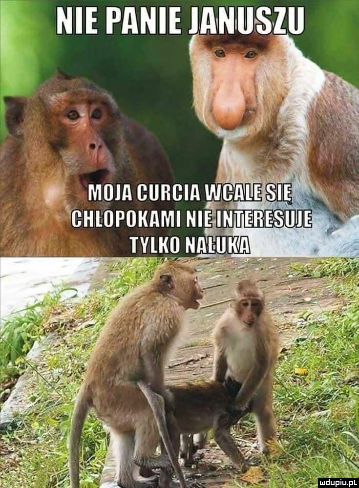 Nie, panie Januszu