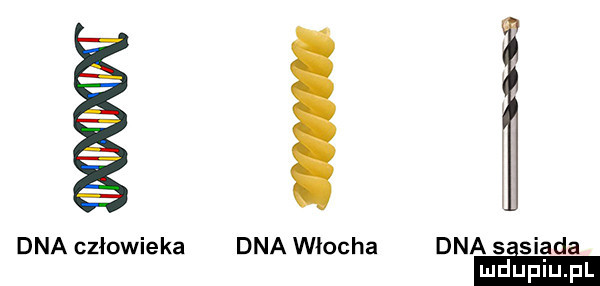 śl dna człowieka dna włocha dna s siada