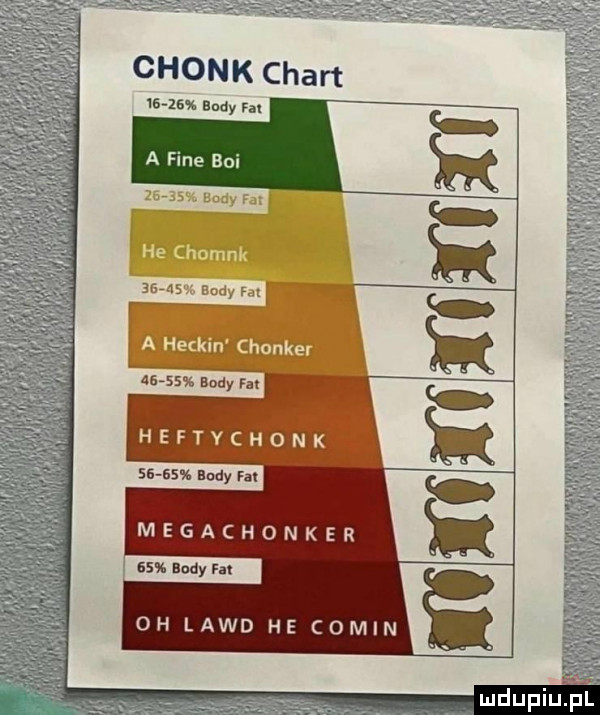 mew budy m a fine boi turner may a he chomik earns body w a he kin chonker         body fal heftychonk       budy fa megachonker    andy m oh land he colin mdupiup