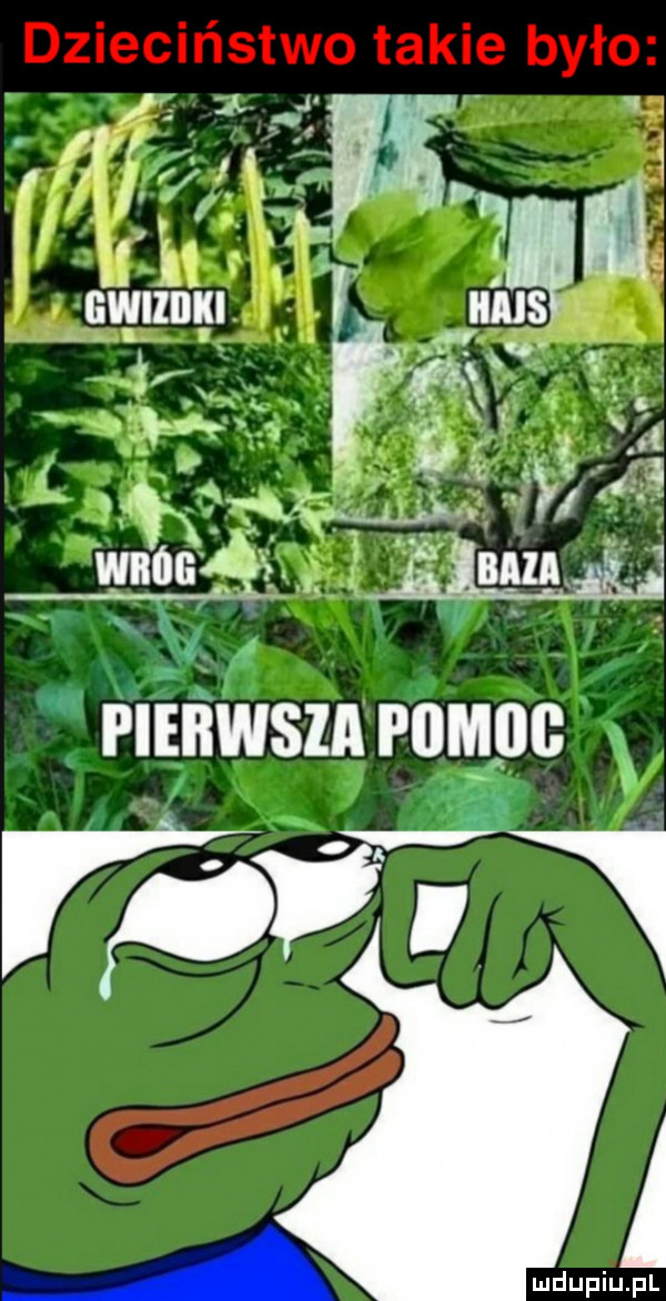l          a wdupiu pl