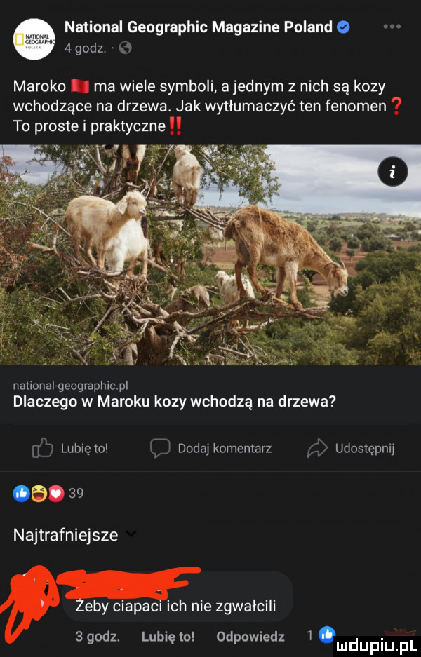 national geographic magdzine poland     godz c maroko. ma wiele symboli a jednym z nich są kozy wchodzące na drzewa. jak wytłumaczyć ten fenomen nat onalrgeograpmc pl dlaczego w maroku kozy wchodzą na drzewa lubię to dodaj komentarz udostępnij ob.    najtrafniejsze zeby ciapaci ich nie zgwałcili   godz. lubię to odpowiedz   ludupiu f