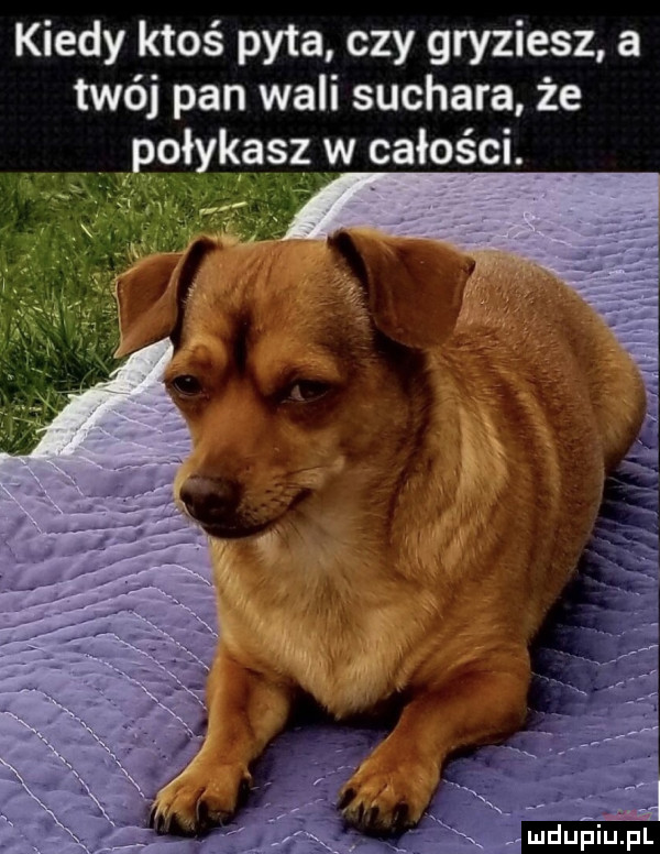 kiedy ktoś pyta czy gryziesz a twój pan wali suchara że ipołykjasz w całości. w ludupiupl