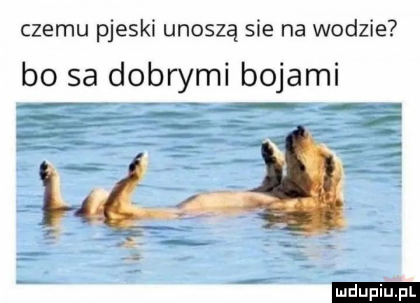 czemu pieski unoszą sie na wodzie bo sa dobrymi bojami ludu iu. l