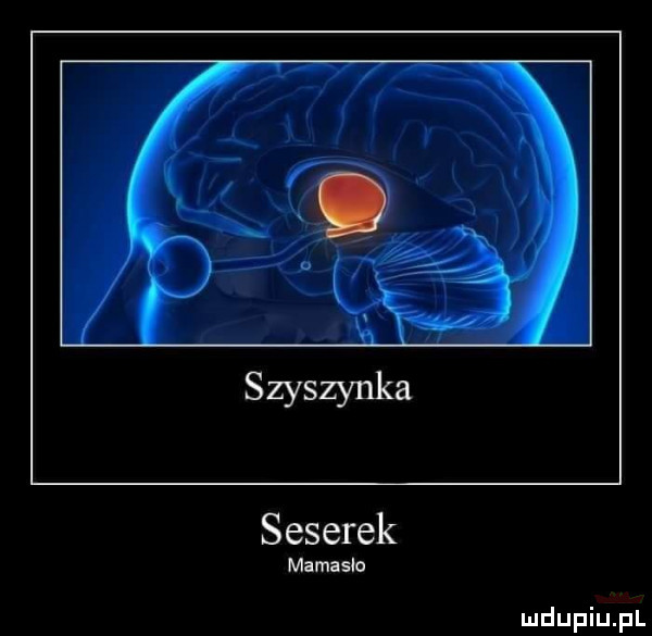 seterek mamaslo