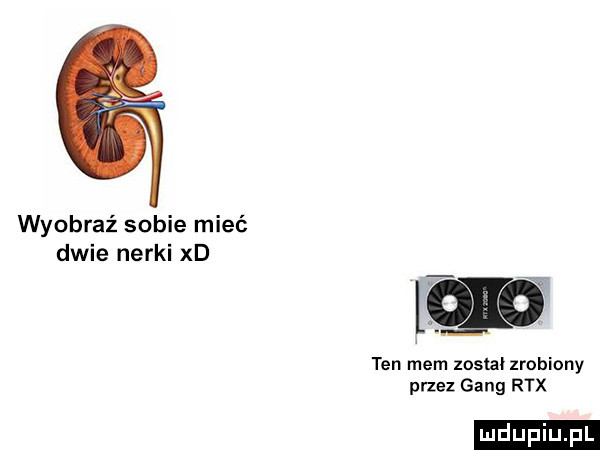 wyobraź sobie mieć dwie nerki xd mo ten mem został zrobiony przez gang rex